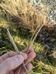 Sporobolus compositus