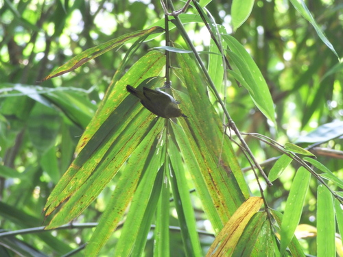 Black-ringed White-eye (Zosterops anomalus), photo 4