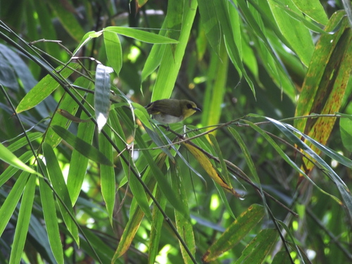 Black-ringed White-eye (Zosterops anomalus), photo 8