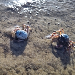 Mictyris longicarpus