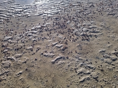 Mictyris longicarpus