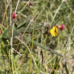 Bossiaea