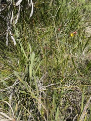 Bossiaea