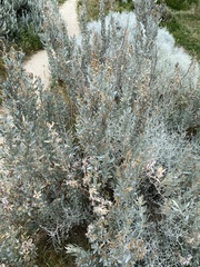 Atriplex cinerea