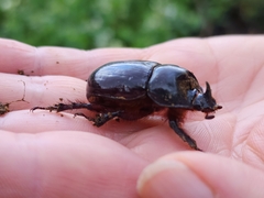 Xyloryctes thestalus