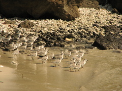 Calidris alba