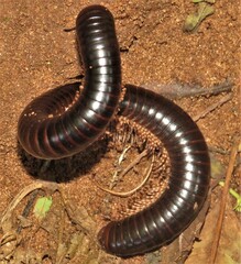 Doratogonus infragilis
