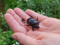 Xyloryctes thestalus