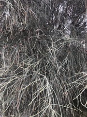 Allocasuarina verticillata