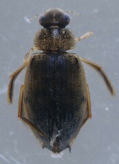 Berosus
