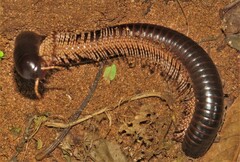 Doratogonus infragilis