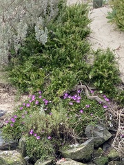 Disphyma crassifolium