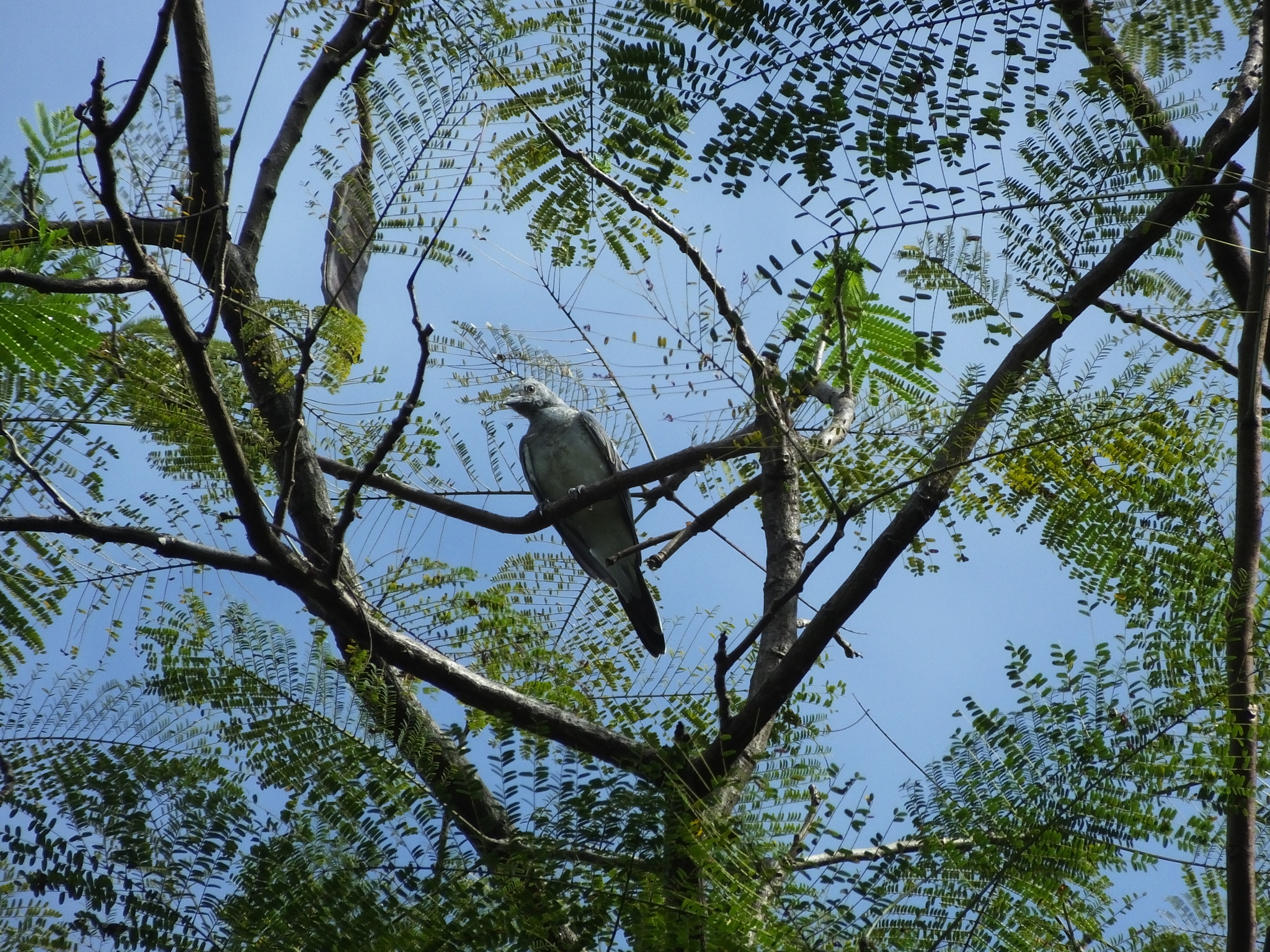 White-rumped Cuckooshrike (Coracina leucopygia), photo 9