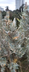 Atriplex cinerea