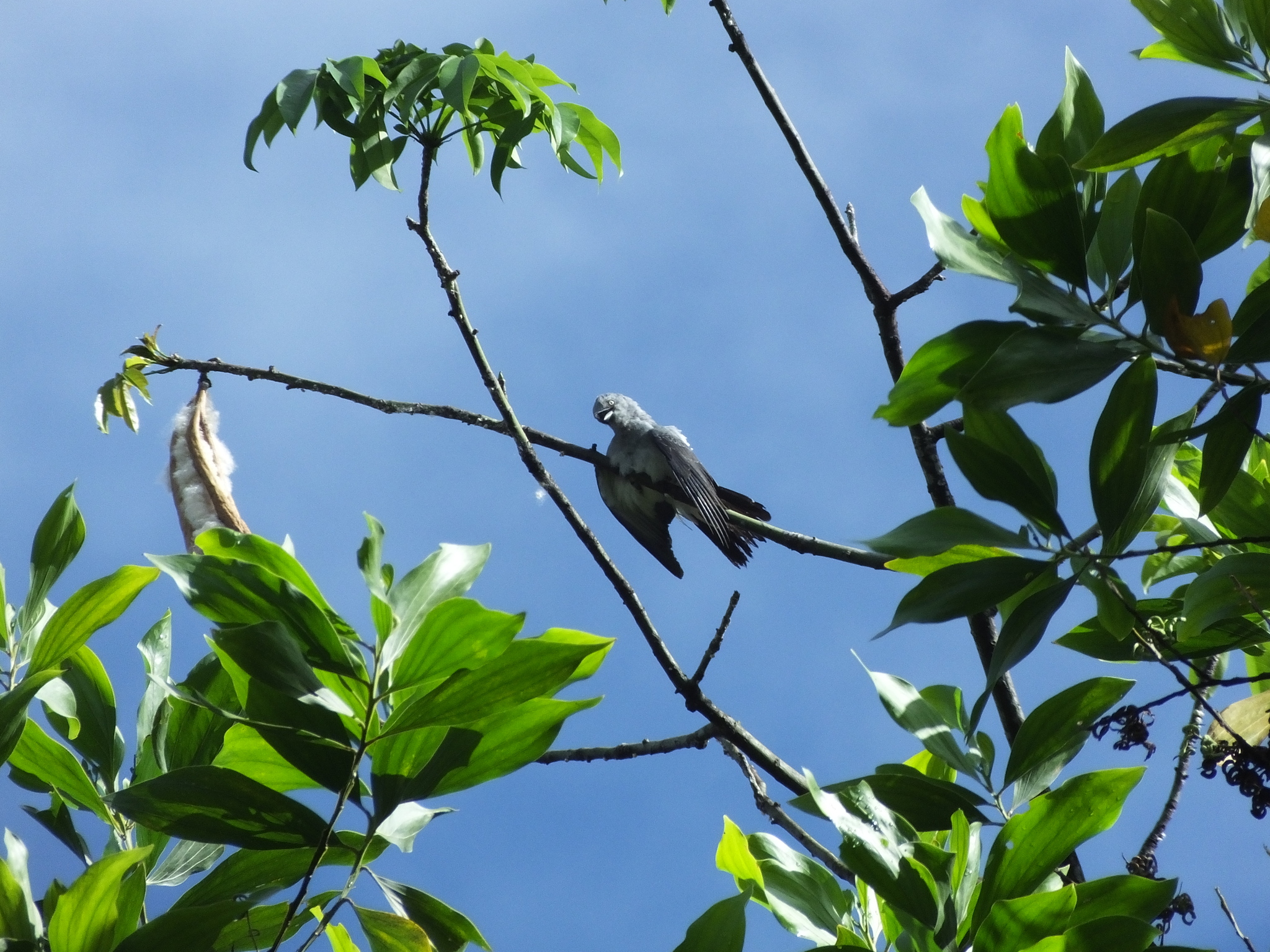 White-rumped Cuckooshrike (Coracina leucopygia), photo 10