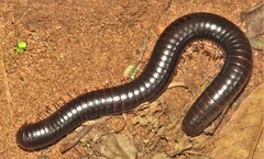 Doratogonus infragilis