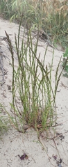 Lolium rigidum
