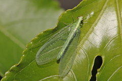 Chrysoperla