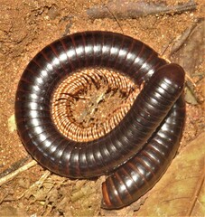 Doratogonus infragilis