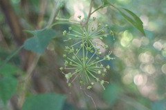 Eleutherococcus trifoliatus