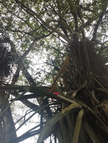 Aechmea tocantina (Aechmea tocantina)