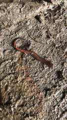 Plethodon dorsalis
