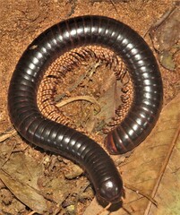 Doratogonus infragilis