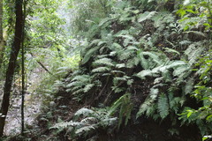 Sphaerostephanos taiwanensis