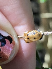 Harmonia axyridis