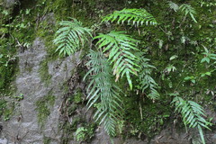 Pteris formosana