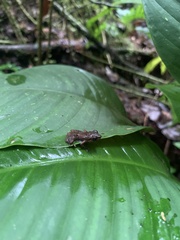 Pristimantis cruentus