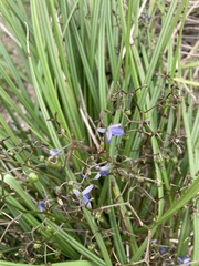 Dianella brevicaulis