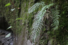 Pteris formosana