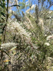 Hakea teretifolia