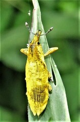 Gasteroclisus