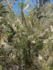 Hakea teretifolia