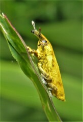 Gasteroclisus
