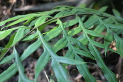 Pteris formosana