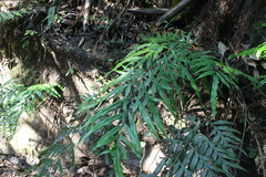 Pteris formosana