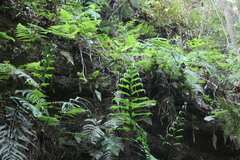 Pteris formosana