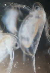 Daphnia pulex