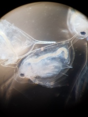 Daphnia pulex