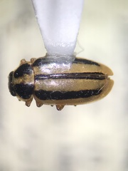 Paranaemia vittigera