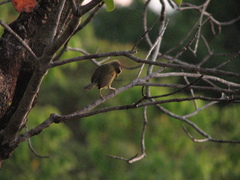 Basileuterus delattrii