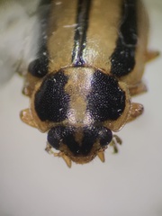 Paranaemia vittigera