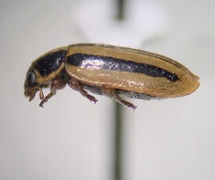 Paranaemia vittigera