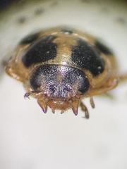 Paranaemia vittigera