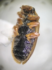 Paranaemia vittigera