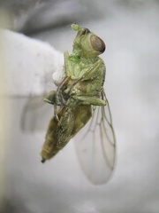 Meromyza