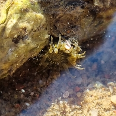 Anthopleura dixoniana